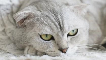 宁波男篮社媒分享祝福并配文:祝贺王凡懿升级奶爸