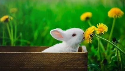 kaiyun sports-皮尔斯：湖人聘请雷迪克选中布朗尼 这是在作秀吗